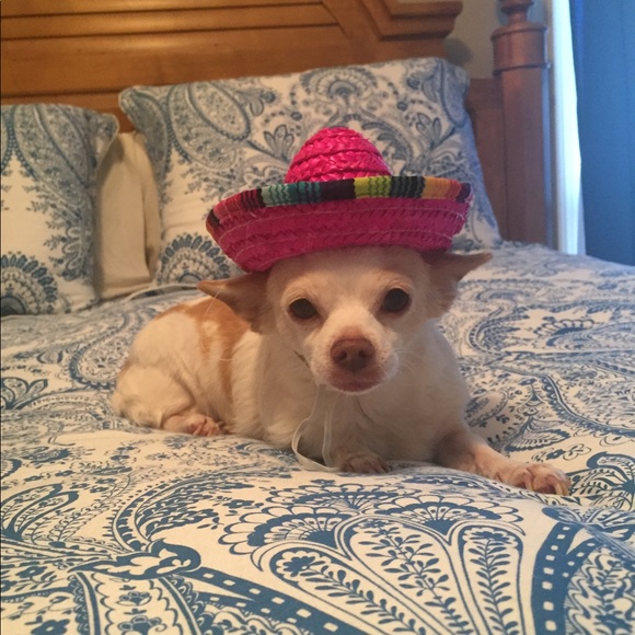 Meet your Posher, Hillary! ππΊπ§π₯πβ€οΈ - Picture 8 of 14